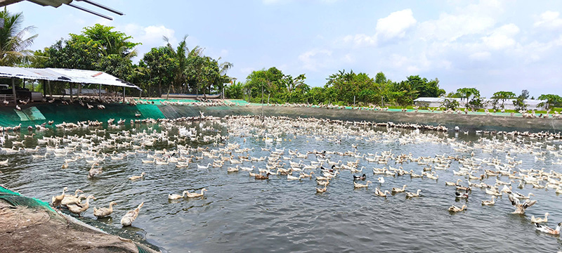 Nuôi vịt kiểu "resort" độc đáo: Thư giãn mỗi ngày, trứng sạch mỗi sáng